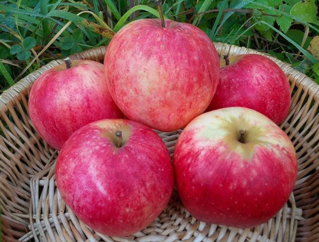 Apple tree Orlovskoe striped: description, pollinators, photos, reviews