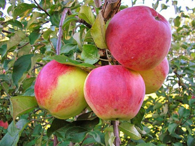 Apple tree Orlovskoe striped: description, pollinators, photos, reviews