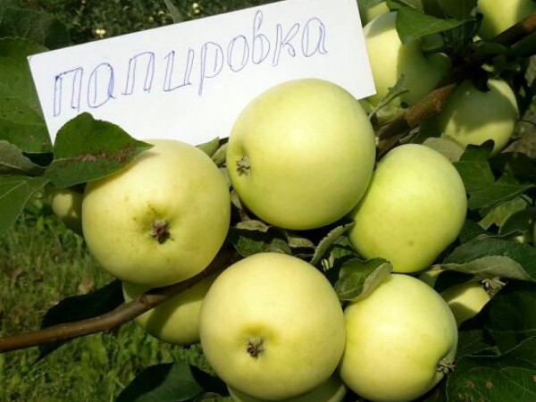 Apple tree Papirovka: characteristics, features and tree care