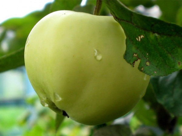 Apple tree Papirovka: characteristics, features and tree care