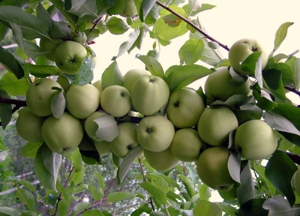 Apple tree Papirovka: characteristics, features and tree care