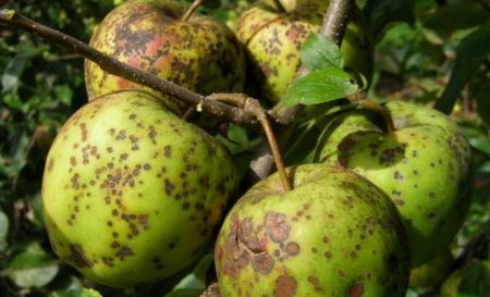 Apple tree Papirovka: characteristics, features and tree care