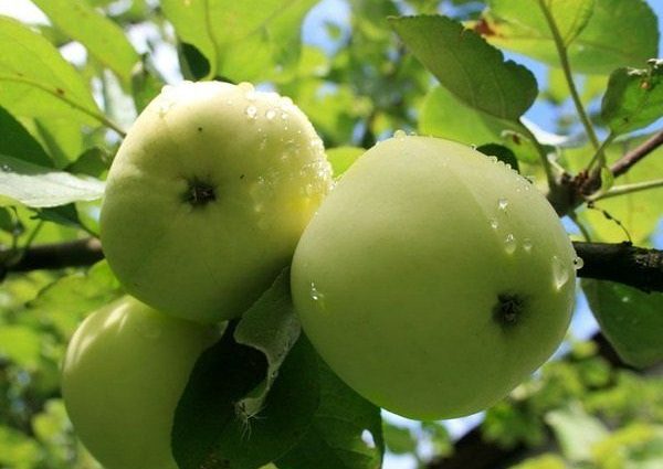 Apple tree Papirovka: characteristics, features and tree care