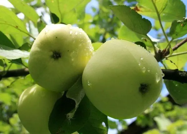 Apple tree Papirovka: characteristics, features and tree care