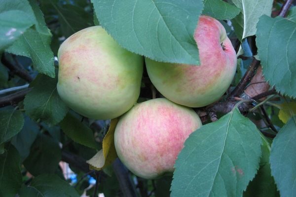 Apple tree Pervouralskaya: description, photo, cultivation, reviews of gardeners