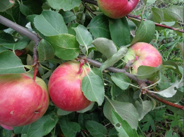 Apple tree Pervouralskaya: description, photo, cultivation, reviews of gardeners