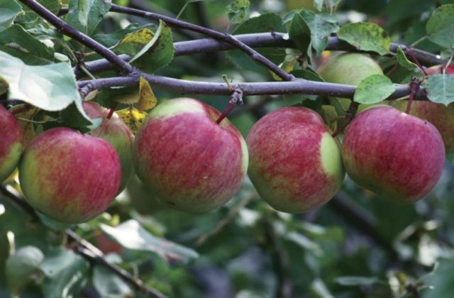 Apple tree Pervouralskaya: description, photo, cultivation, reviews of gardeners