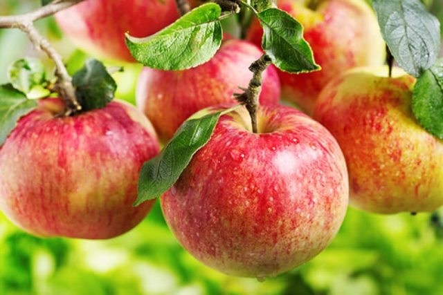 Apple tree Pervouralskaya: description, photo, cultivation, reviews of gardeners