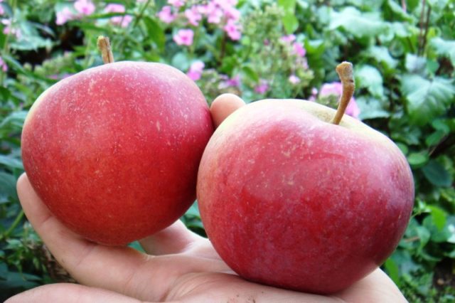 Apple tree Pervouralskaya: description, photo, cultivation, reviews of gardeners