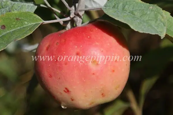 Apple Tree Pink Pearl: description, photo, reviews