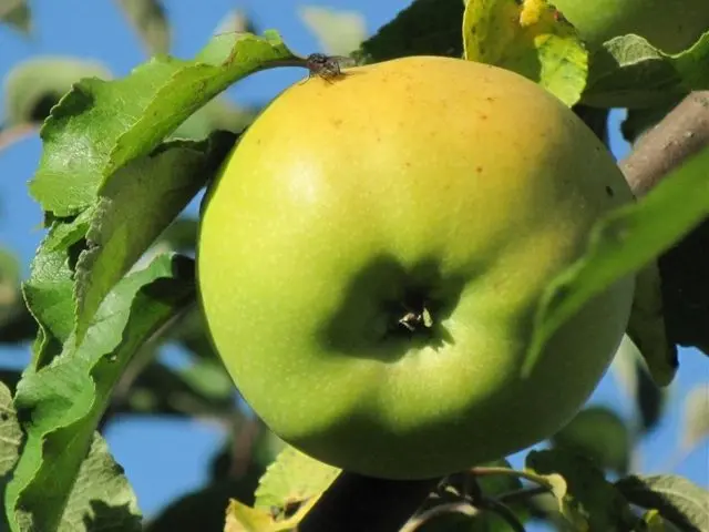 Apple tree Pobeda (Chernenko): description, photo, pros and cons, reviews of gardeners