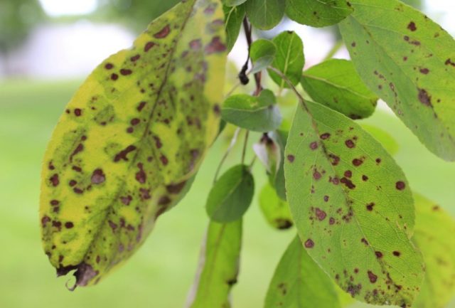 Apple tree Pobeda (Chernenko): description, photo, pros and cons, reviews of gardeners