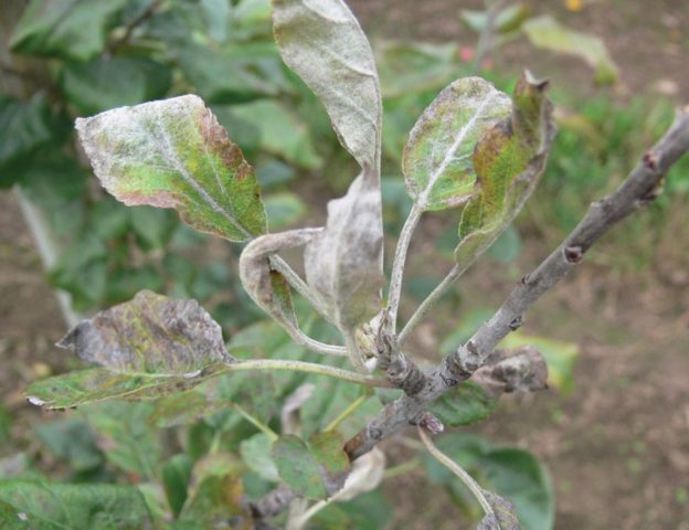 Apple tree Pobeda (Chernenko): description, photo, pros and cons, reviews of gardeners