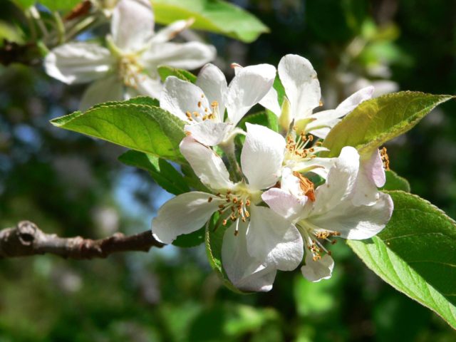 Apple tree Pobeda (Chernenko): description, photo, pros and cons, reviews of gardeners