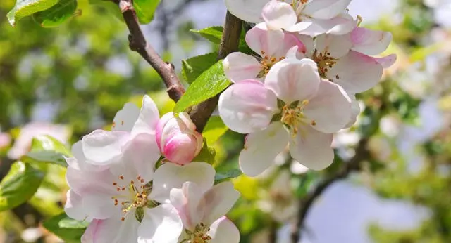 Apple tree Pobeda (Chernenko): description, photo, pros and cons, reviews of gardeners