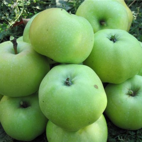 Apple tree Pobeda (Chernenko): description, photo, pros and cons, reviews of gardeners