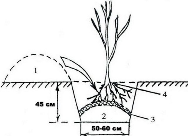 Apple tree Pobeda (Chernenko): description, photo, pros and cons, reviews of gardeners