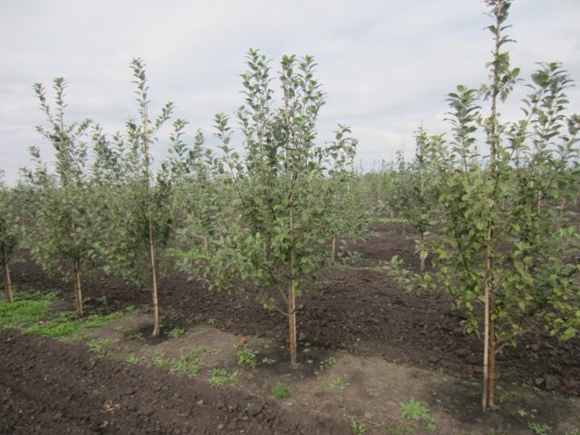 Apple tree Pobeda (Chernenko): description, photo, pros and cons, reviews of gardeners