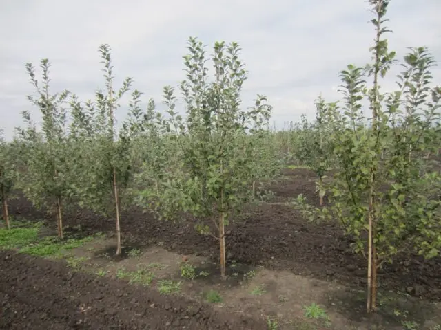 Apple tree Pobeda (Chernenko): description, photo, pros and cons, reviews of gardeners