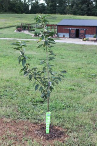 Apple tree Pobeda (Chernenko): description, photo, pros and cons, reviews of gardeners