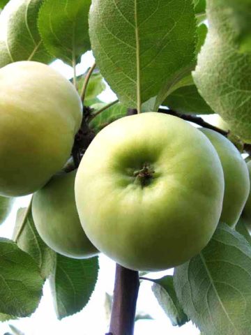 Apple tree Pobeda (Chernenko): description, photo, pros and cons, reviews of gardeners