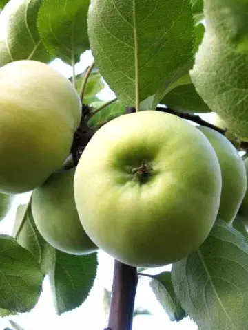 Apple tree Pobeda (Chernenko): description, photo, pros and cons, reviews of gardeners