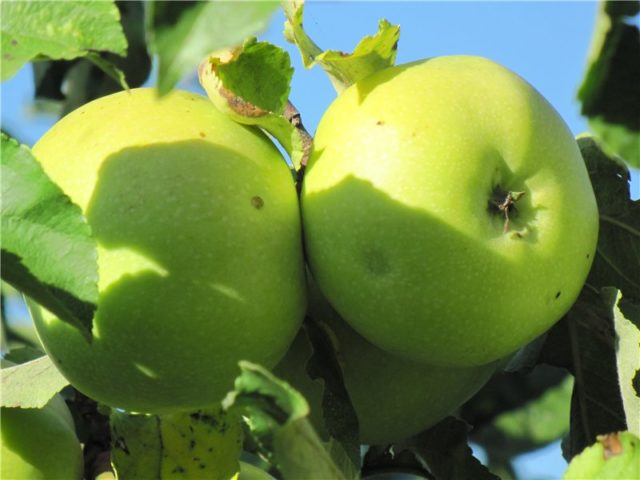 Apple tree Pobeda (Chernenko): description, photo, pros and cons, reviews of gardeners