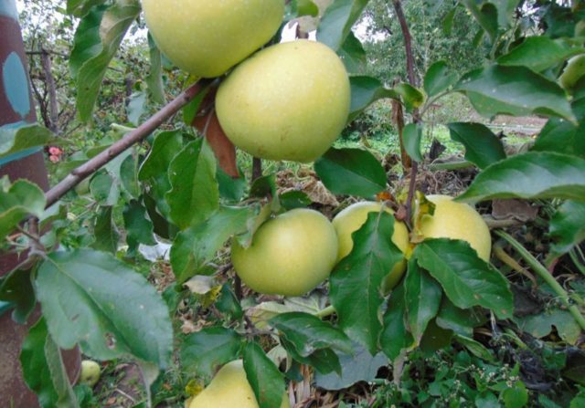 Apple tree Pobeda (Chernenko): description, photo, pros and cons, reviews of gardeners