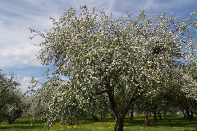 Apple tree Pobeda (Chernenko): description, photo, pros and cons, reviews of gardeners