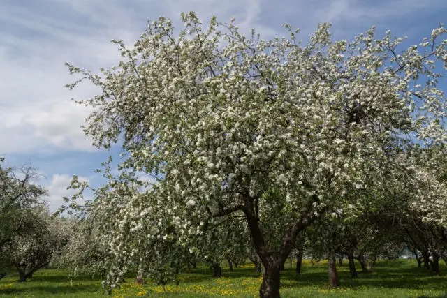 Apple tree Pobeda (Chernenko): description, photo, pros and cons, reviews of gardeners