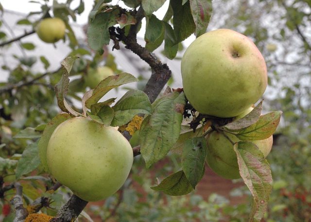 Apple tree Pobeda (Chernenko): description, photo, pros and cons, reviews of gardeners