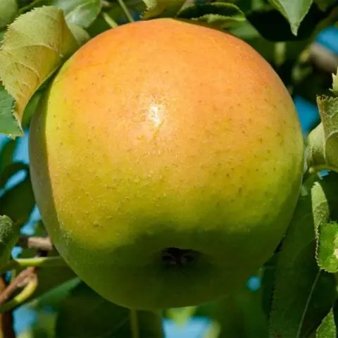 Apple tree Pobeda (Chernenko): description, photo, pros and cons, reviews of gardeners