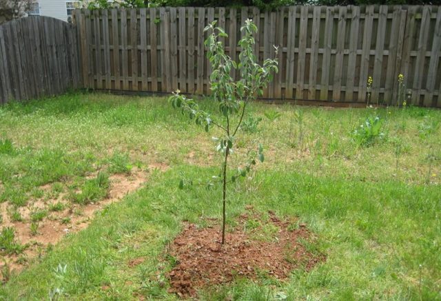 Apple tree Pobeda (Chernenko): description, photo, pros and cons, reviews of gardeners