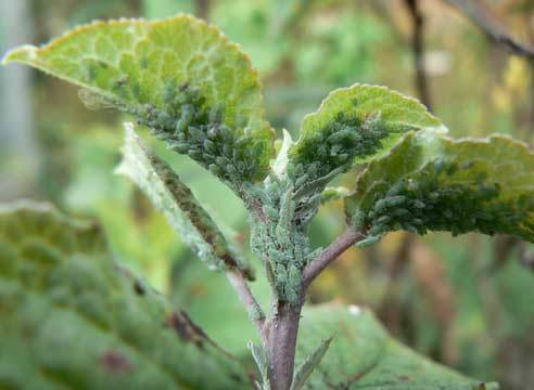 Apple tree President columnar: characteristics, planting and care