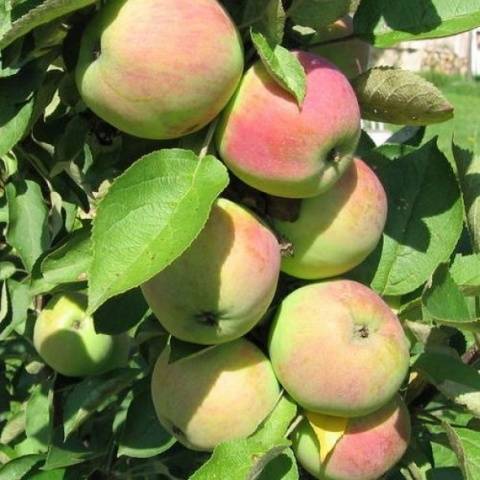 Apple tree President columnar: characteristics, planting and care