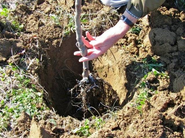 Apple tree President columnar: characteristics, planting and care