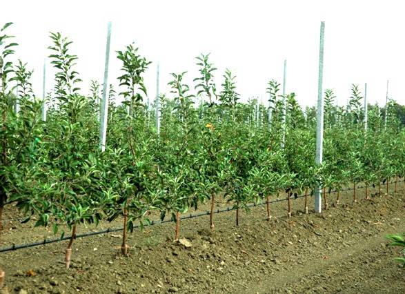 Apple tree President columnar: characteristics, planting and care