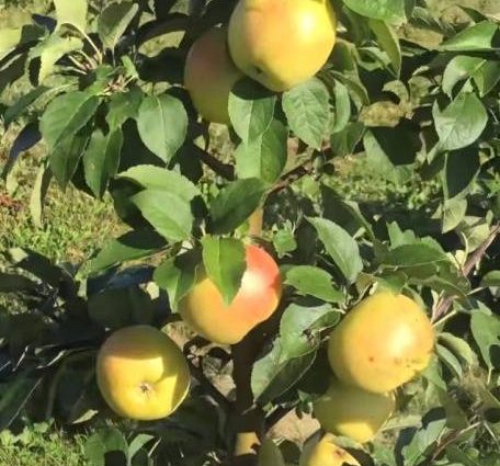 Apple tree President columnar: characteristics, planting and care