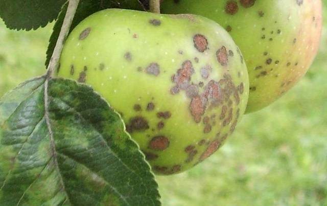 Apple tree President columnar: characteristics, planting and care