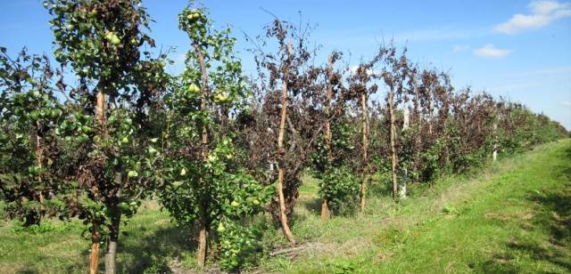 Apple tree President columnar: characteristics, planting and care