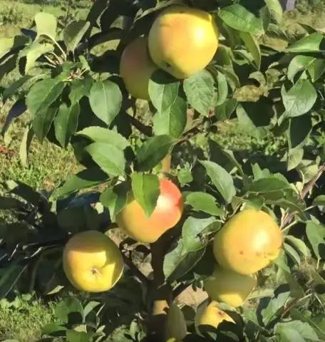 Apple tree President columnar: characteristics, planting and care