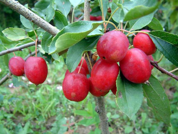 Apple tree Ranetka: features and characteristics of the variety