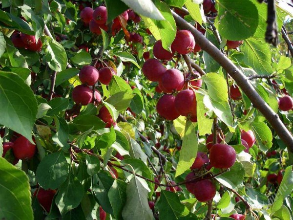 Apple tree Ranetka: features and characteristics of the variety