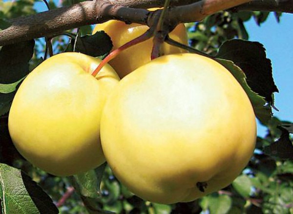 Apple tree Ranetka: features and characteristics of the variety