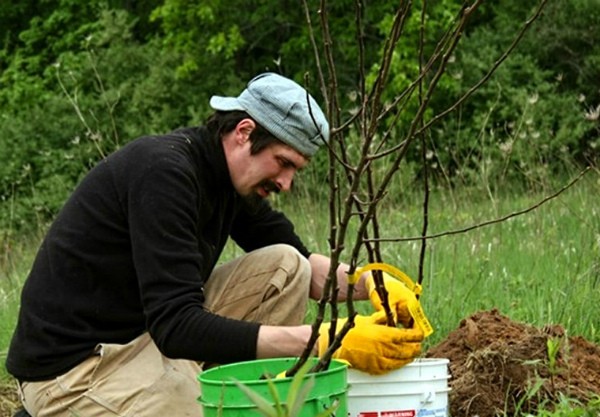 Apple tree Ranetka: features and characteristics of the variety