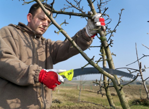 Apple tree Ranetka: features and characteristics of the variety