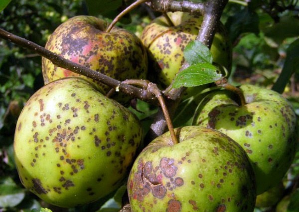 Apple tree Ranetka: features and characteristics of the variety