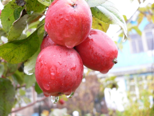 Apple Tree Scarlet Sails: description, how to plant, photos and reviews