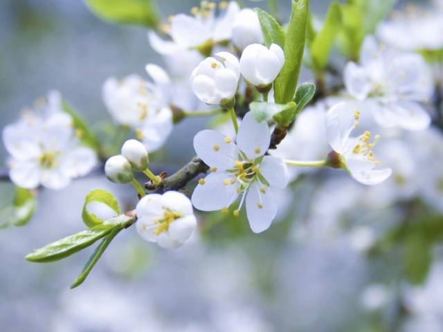 Apple tree Semerenko