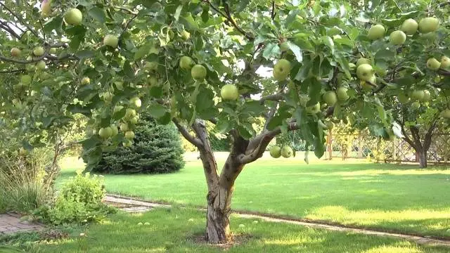 Apple tree Semerenko